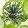 Lemongrass Incense for your home or outdoor pleasure